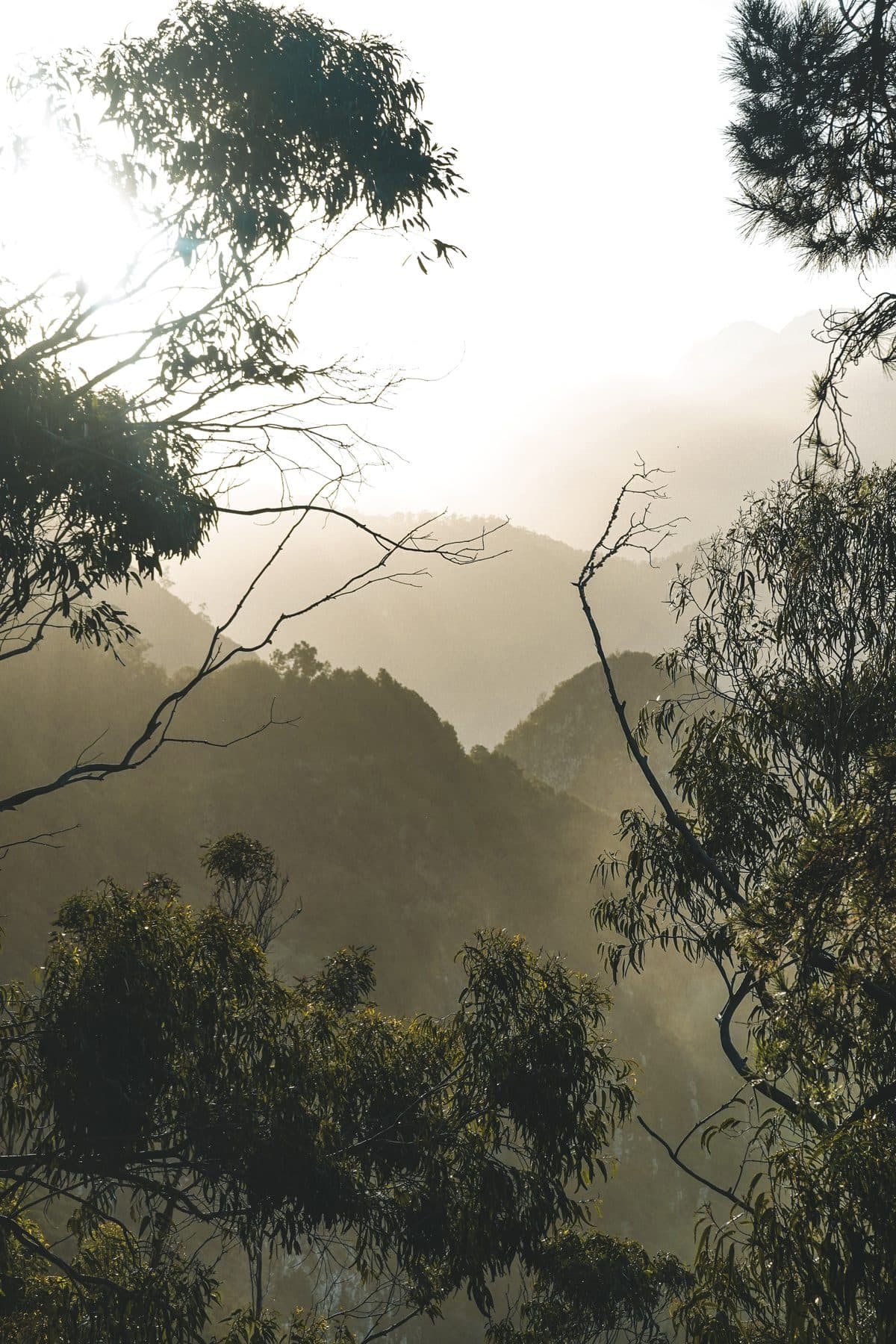 Layered Forest