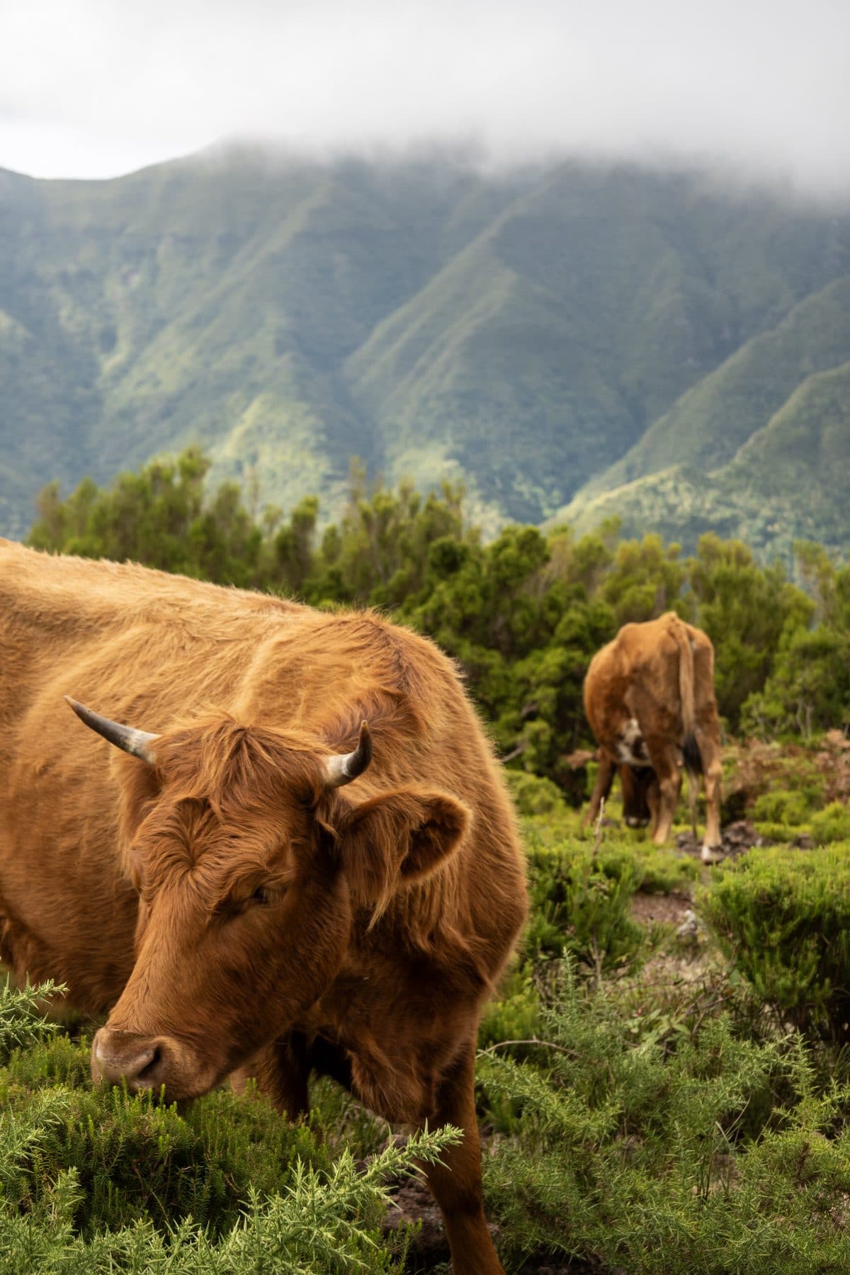Highland Cattle