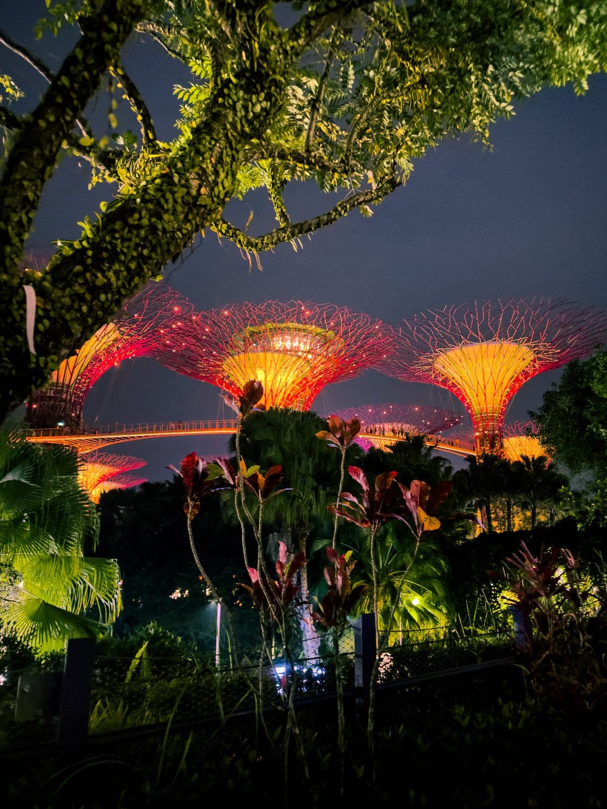 Supertrees at Night